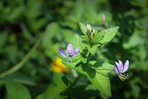 Close up of tiny purple flower 写真素材