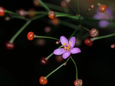Close up Tiny Purple Flower with Red Flower Buds Isolated on Black Background Stockfoto's