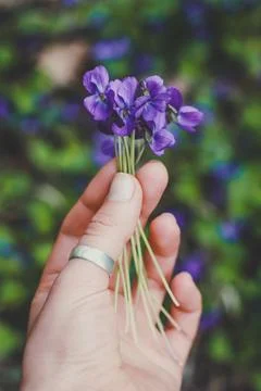 Close up tiny purple flowers concept photo Stock Photos