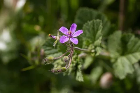 Close-up of a Tiny Purple Mallow-Leaved Stork's-Bill (Erodium Malacoides) F.. Stock Photos