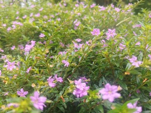 Close-up of Tiny Purple Mexican Heather Blossoms in a Lush Green Bush 库存照片
