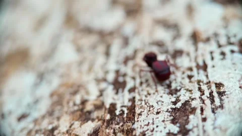 Close-up of a tiny red ant crawling on a wooden surface in Altodocaparao, Brazil Stock Footage 306917289