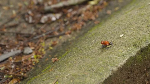 Close up of tiny Red frog jumping on slanted rock, Tortuguero, Costa Rica Stock Footage 141250644