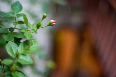 CLose up of tiny red rose bud flower. Floral nature background Stock Photos