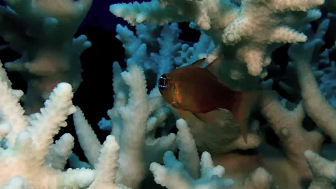 Close-up of tiny reef fish swimming among vibrant corals in Mauritius waters Video stock 306768008