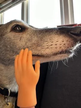 Close up of a tiny rubber finger puppet hand stroking pet dog Stock Photos