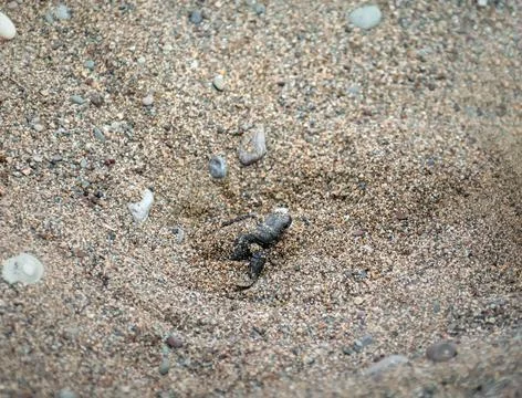 Close up of tiny sea turtle hatchling digging out from its nest through the s Stock Photos