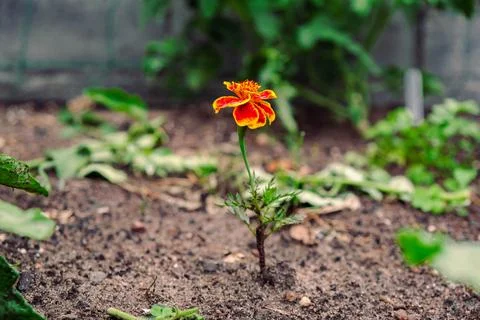 Close up of a tiny single baby marigold, tagetes flower on a thin stem grow.. Fotos de archivo