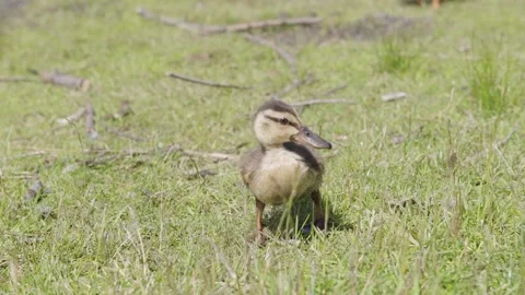 Close up of a tiny small duck shaking wings to eliminate water Vídeos de archivo 130228912