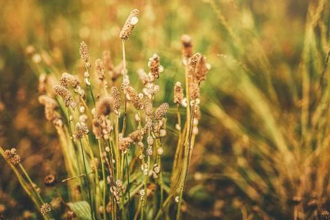 Close-up of a tiny snail with blurred vegetation in the background. Foto stock
