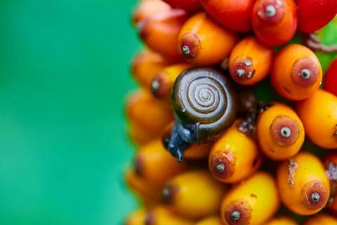 Close-up of tiny snail eating ripe Konjac fruit Stock Photos
