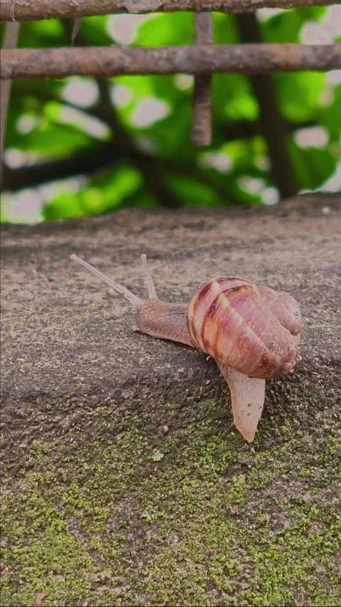 Close-up of a tiny snail moving slowly and laboriously upward Stock Footage 335125872