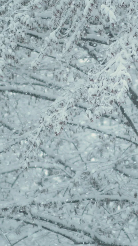 CLOSE UP: Tiny snowflakes fall past the bare tree canopies in a picturesque park Stock Footage 315608159