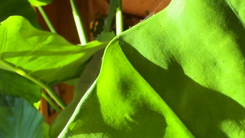 CLOSE UP: Tiny specks of spider mites actively moving within complex webbing Stock-Footage 331223746