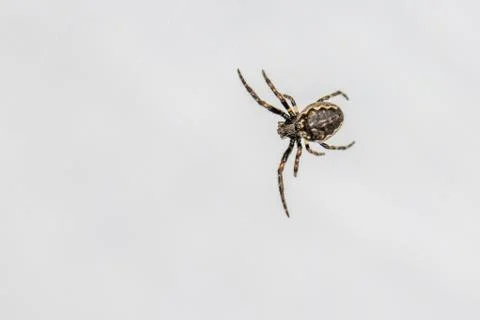 Close-up of a tiny spider lurking in the web for prey 스톡 사진