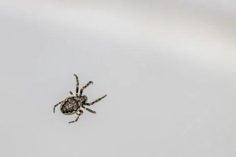 Close-up of a tiny spider lurking in the web for prey 스톡 사진
