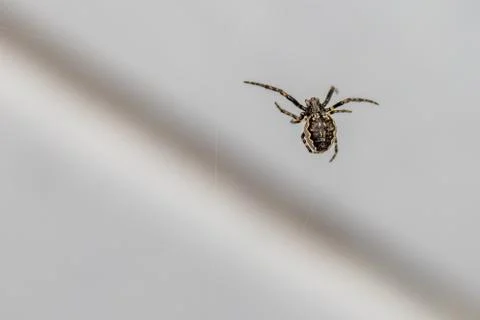 Close-up of a tiny spider lurking in the web for prey 写真素材