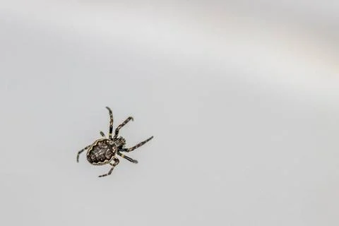 A close-up of a tiny spider lurking in the web for prey Stock Photos