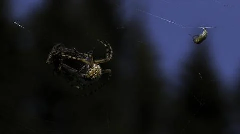Close up of a tiny spider on the web on green defocused background of a summer 스톡 사진