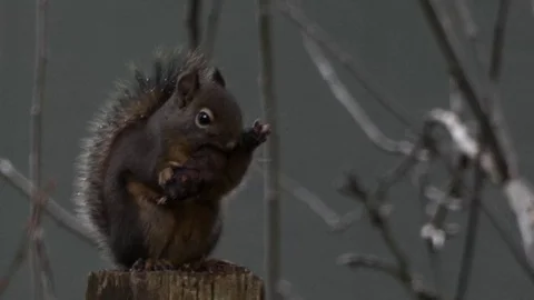 Close up of tiny squirrel eating a pine cone Stock Footage 104876090