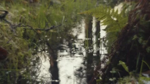 Close Up of a Tiny Stream in an Irish Forest Stock Footage 236125078