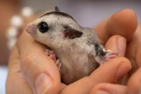 Close-up of a tiny sugar glider sitting in the human palm Foto stock