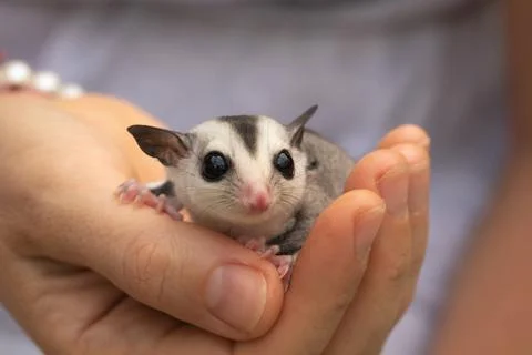 Close-up of a tiny sugar glider sitting in the human palm Foto stock