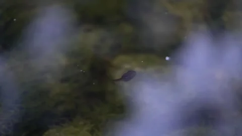 Close-up of a tiny tadpole gliding in a gentle creek current Stock Footage 340931835