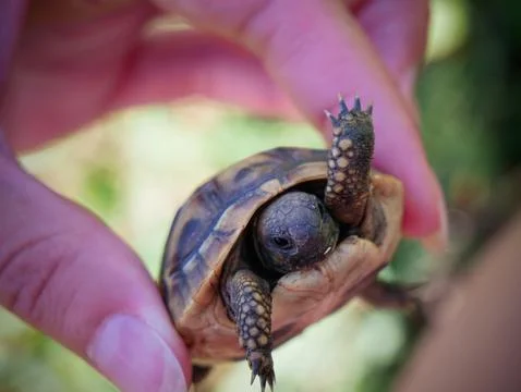 Close-Up of Tiny Tortoise Held in Hand Stock Photos