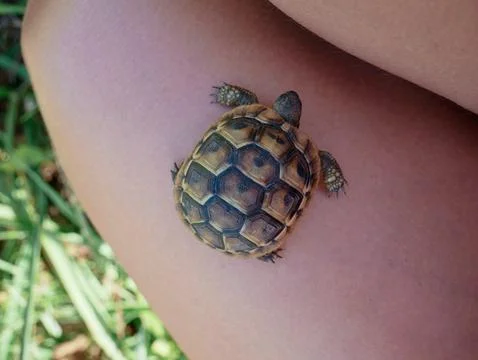 Close-Up of Tiny Tortoise on Human Leg Showing Detailed Shell Pattern Stock Photos