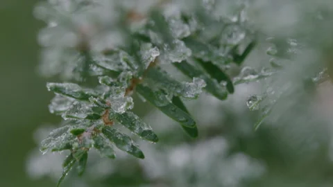 Close up of a tiny twig of evergreen tree covered with icicles, Mount Rainier Vídeos de archivo 252792767