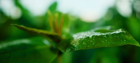 Close-Up of Tiny Water Droplets on a Green Leaf of a Plant - Oahu, Hawaii (Shot Stock Footage 113956009