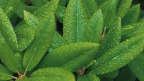 Close-Up Of Tiny Water Droplets On A Green Leaf Of A Plant Stock Footage 171902028