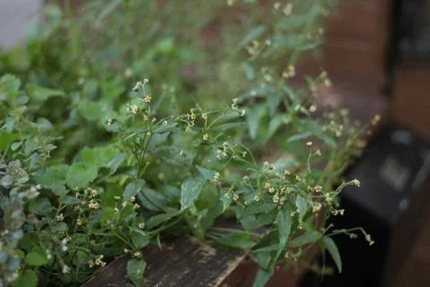 Close Up of Tiny White and Yellow Flowers Stock Photos