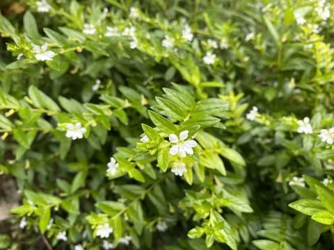Close up of Tiny White Blossoms on a Lush Green Plant Stock-Fotos
