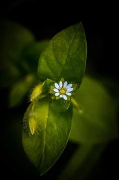 Close-Up of a Tiny White Flower on Green Leaves Stock Photos