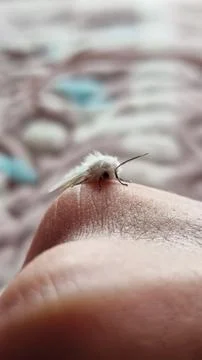 Close-up of a tiny white moth resting on a human hand with a dark blurred b.. Stock Photos