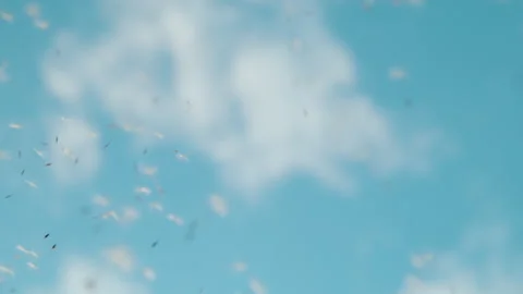 CLOSE UP: Tiny white seeds of a dandelion carried away by the wind into the sky Stock Footage 267770815