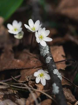 Close up of tiny whitewild flowers blooming in woods on spring day. Stock Photos