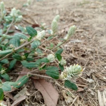 Close up of tiny wild white fuzzy clover flowers growing in brown soil Stock Photos