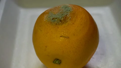 Close up of tiny worms crawling along the surface of a rotten orange on a Stock Footage 158715729