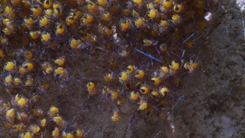Close-up of tiny yellow baby spiders huddled in their web nest Stock Footage 266922147