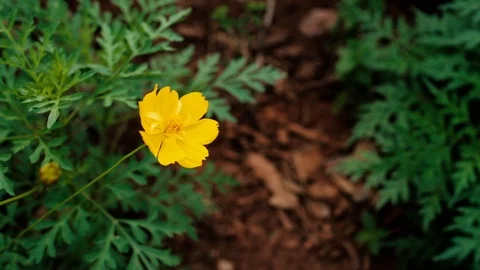 Close up of tiny yellow flower with dark green leaves blowing in a soft Stock Footage 108683377