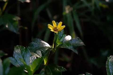 Close up of tiny yellow melampodium or butter daisy (melampodium divaricatu.. Stock Photos