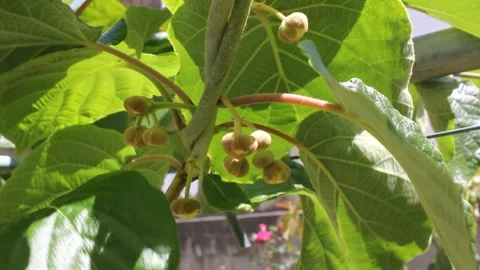 Close up of tiny young kiwi fruits developing on a vine branch Stockbeeldmateriaal 336468744