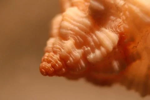 Up close to the tip of a sea shell Stock Photos