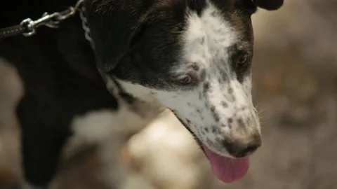 Close up of Tired Dog Stock Footage 203503226