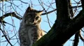 Close up of a tired lynx bobcat sitting on a tree stock footage HD Footage