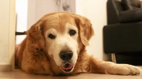 Close up of tired old golden retriever Stock Video Pond5