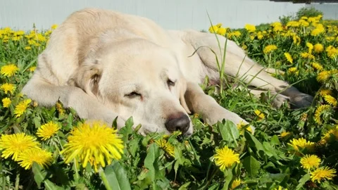 Close-up of tired old yellow labrador retriever lies quietly on the grass Stock Footage 276258260